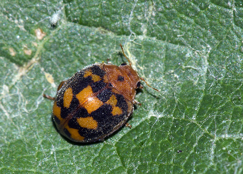 Coccinellidae: Subcoccinella vigintiquattuorpunctata